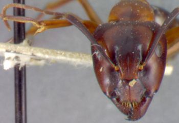 Media type: image; Entomology 22794   Aspect: head frontal view